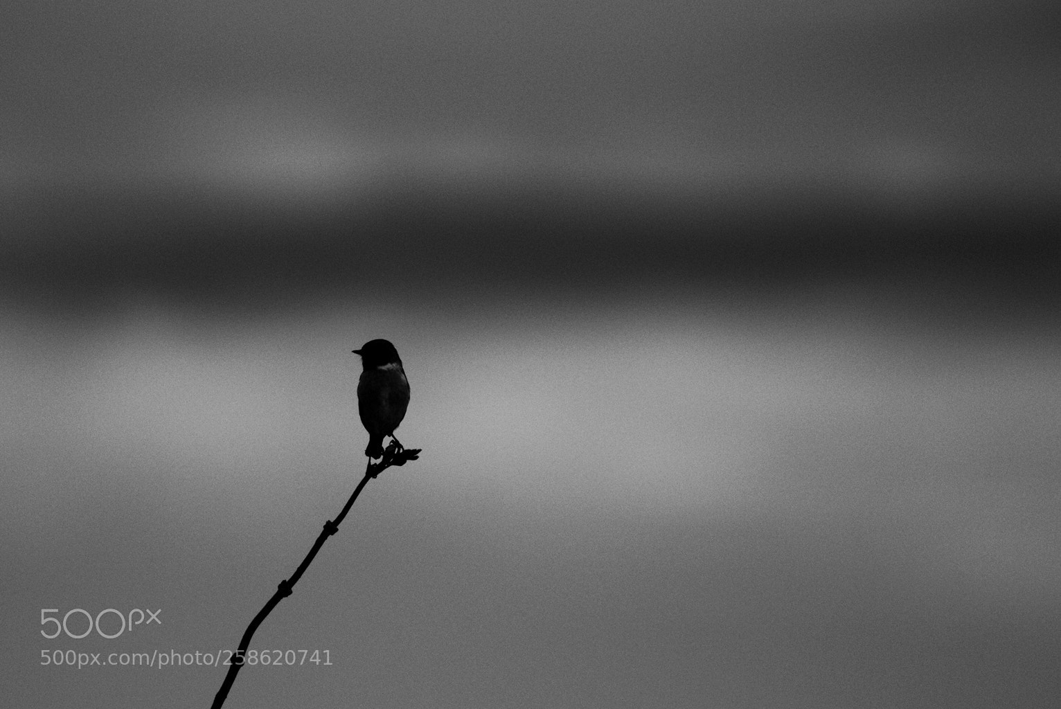 Canon EOS 100D (EOS Rebel SL1 / EOS Kiss X7) sample photo. Bird bw photography