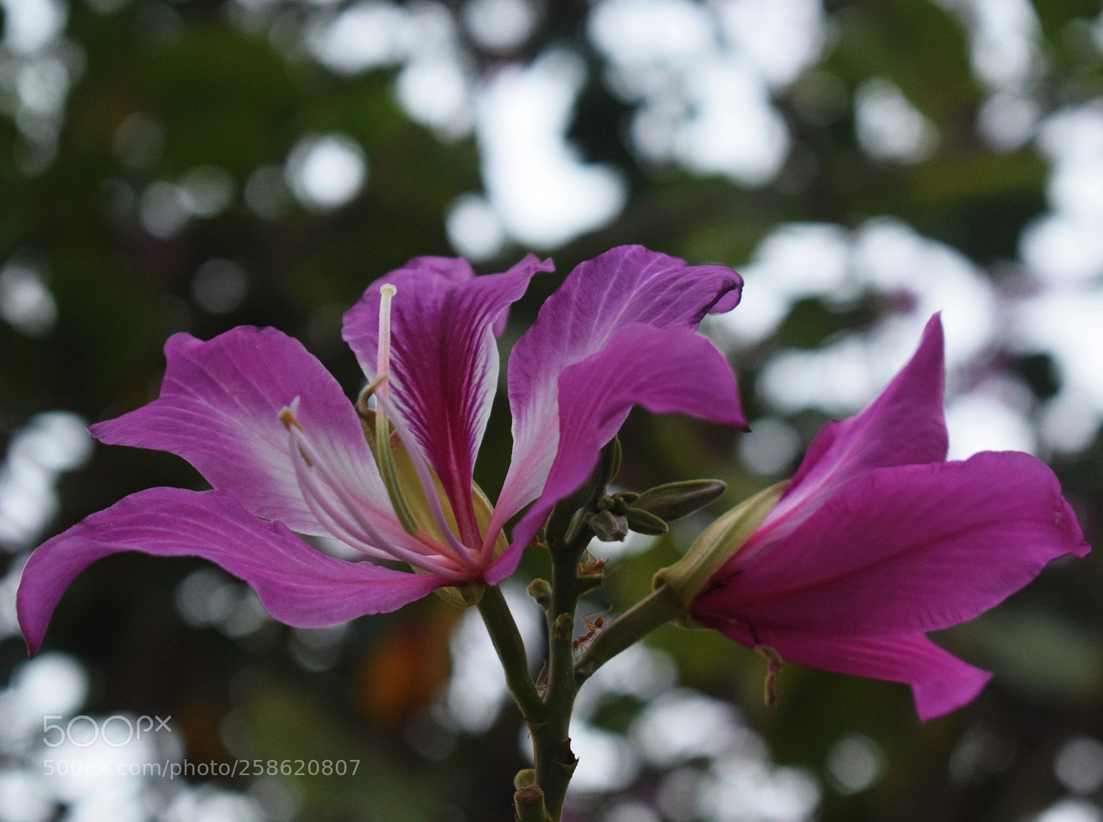 Nikon D3300 sample photo. Untitled photography
