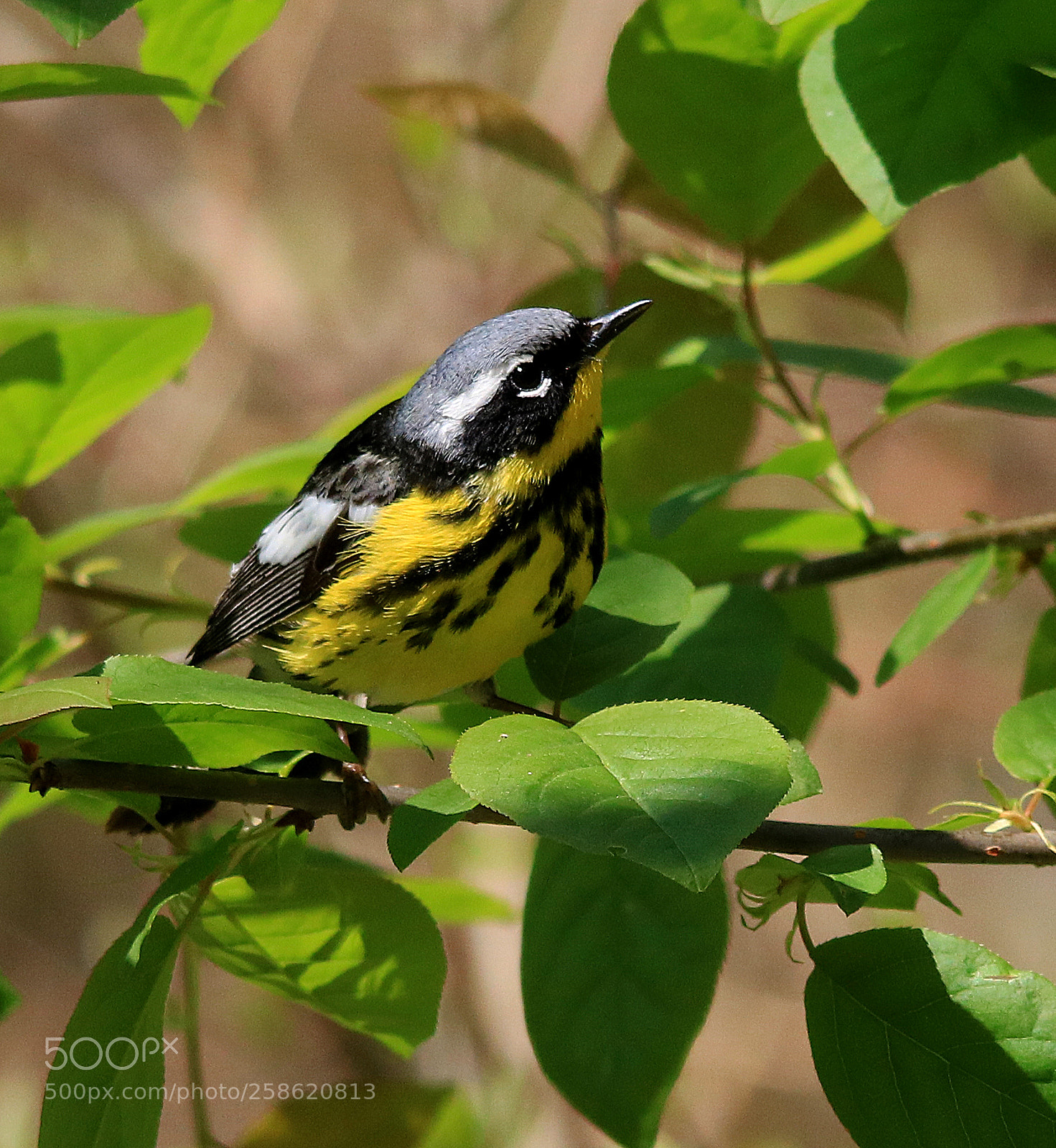 Canon EOS 750D (EOS Rebel T6i / EOS Kiss X8i) sample photo. Magnolia warbler photography