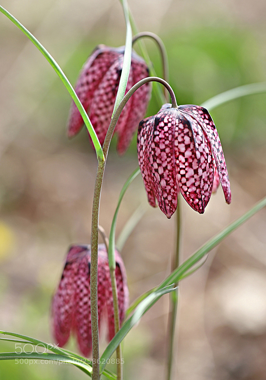 Canon EOS 6D Mark II sample photo. Snake's head fritillary photography