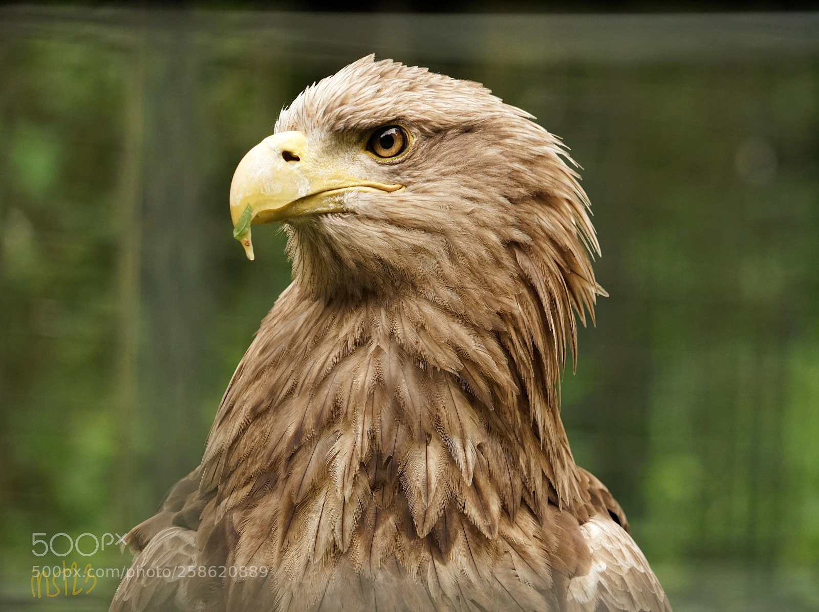 Sony a7 II sample photo. Greifvogel photography