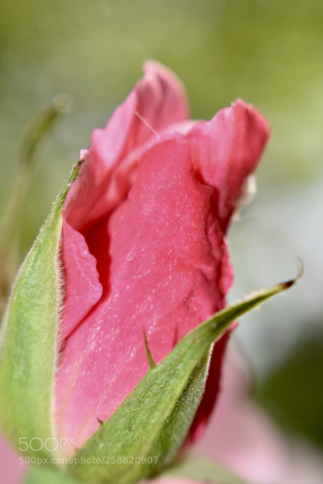Nikon D3400 sample photo. Untitled photography