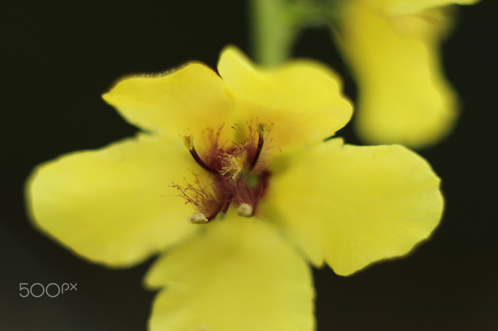 Canon EF 35-80mm f/4-5.6 sample photo. Yellow photography
