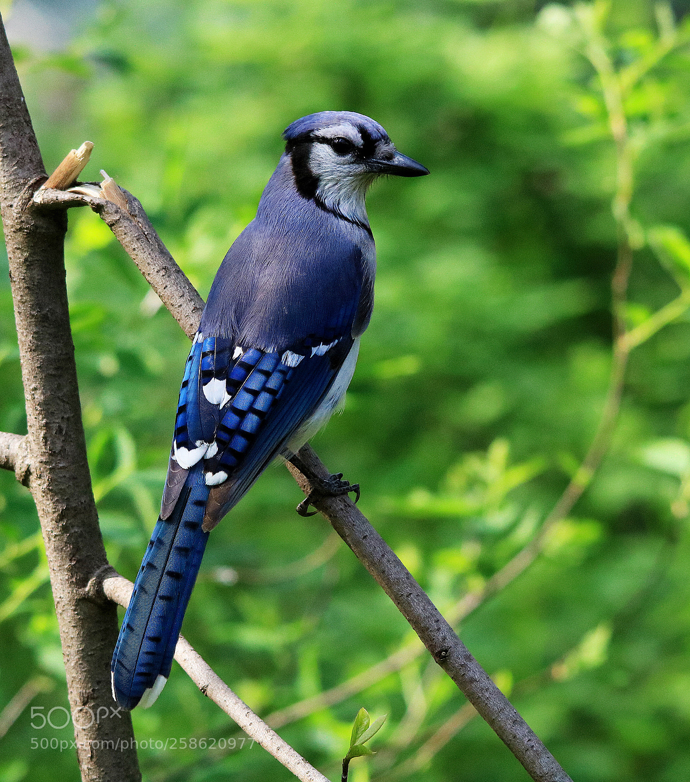 Canon EOS 750D (EOS Rebel T6i / EOS Kiss X8i) sample photo. Blue jay photography