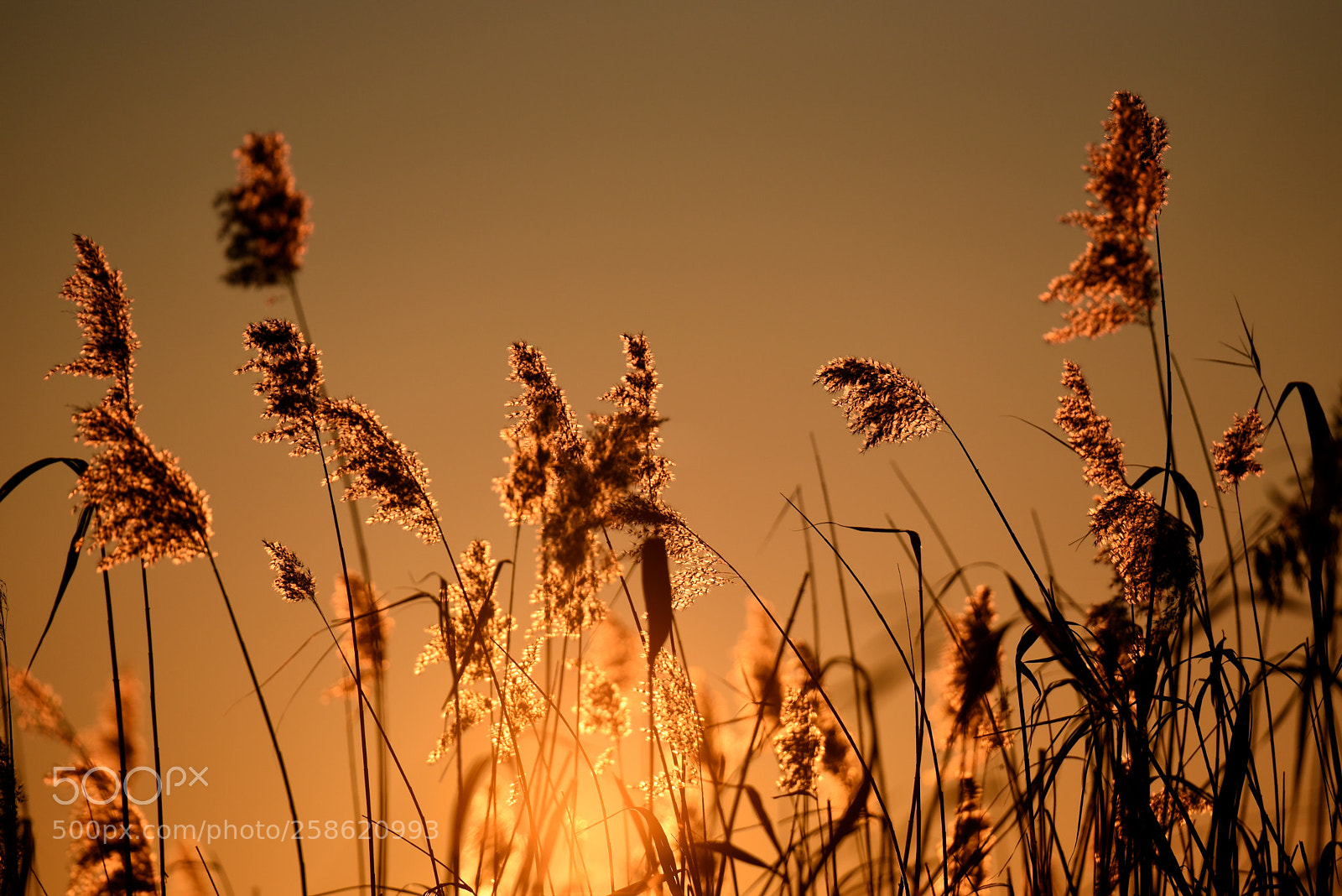 Nikon D750 sample photo. Reed photography