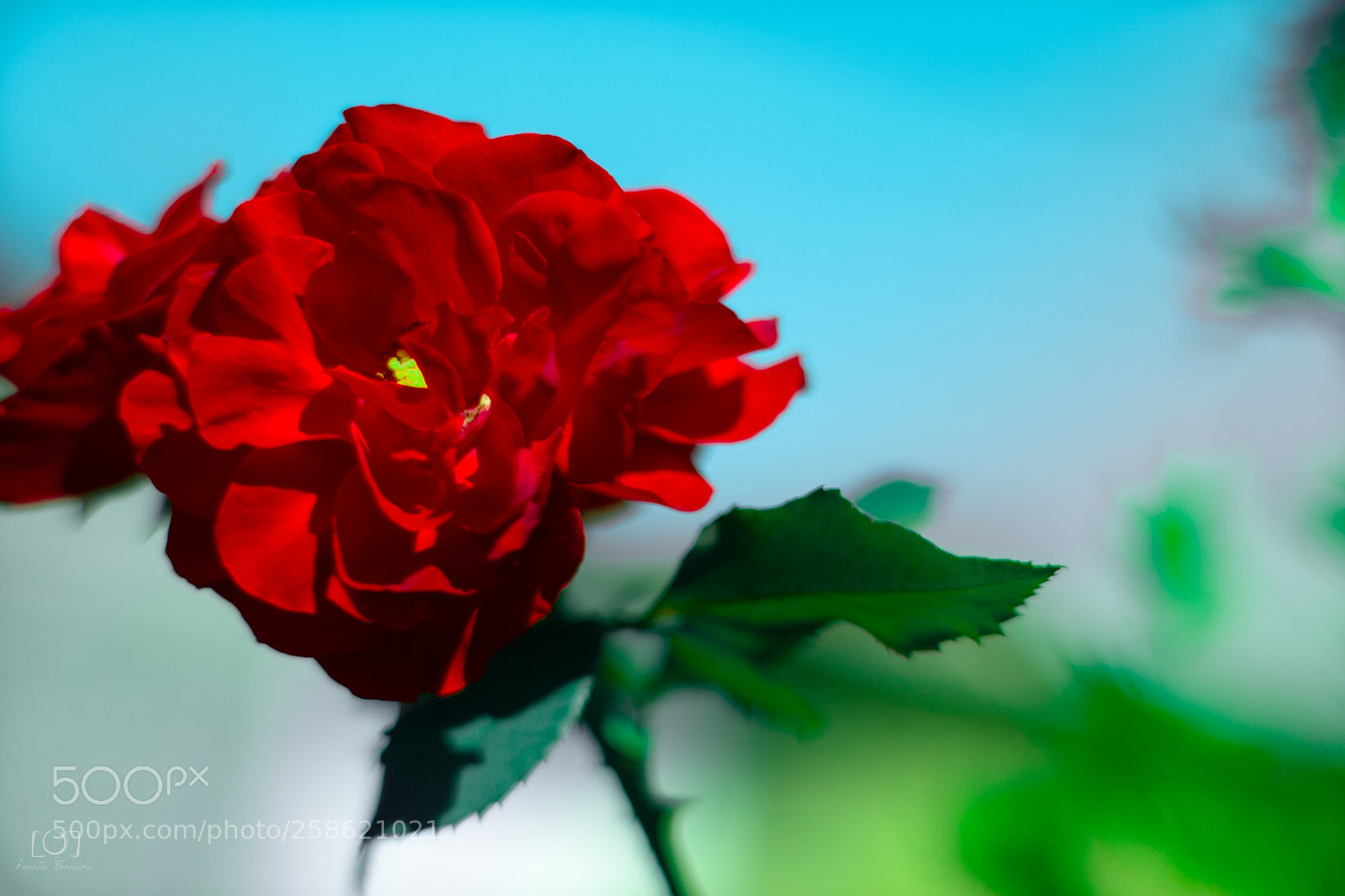 Canon EOS 700D (EOS Rebel T5i / EOS Kiss X7i) sample photo. Img photography