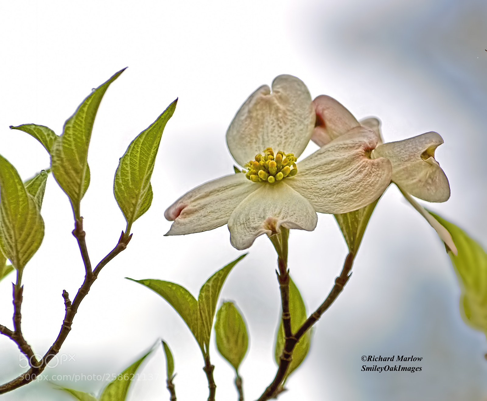 Nikon D5000 sample photo. Dogwood leaves and blooms photography