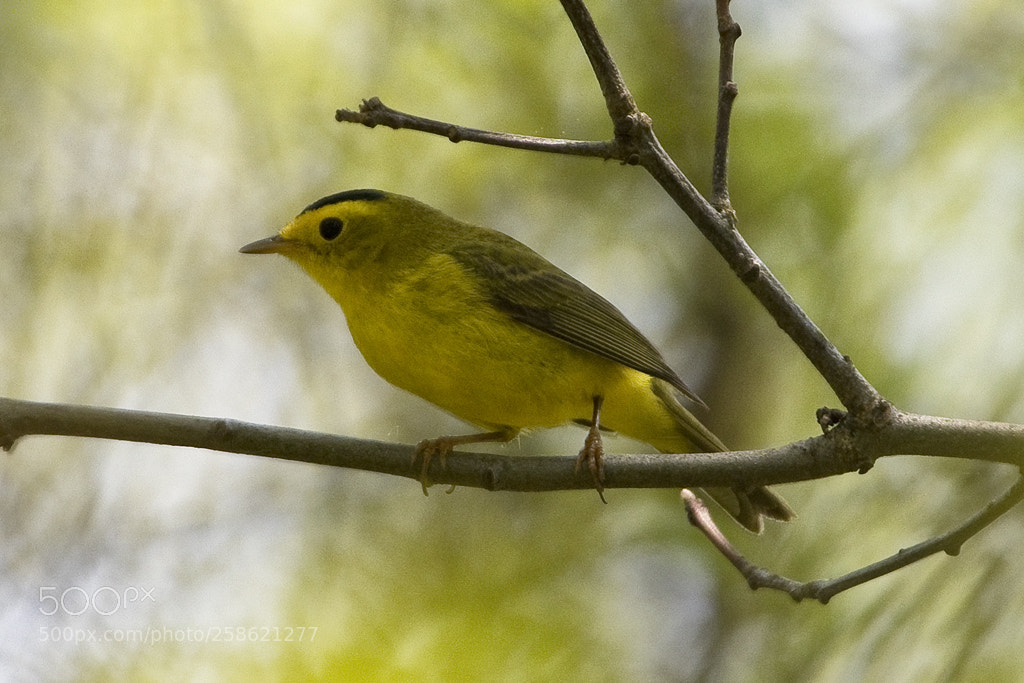Canon EOS 7D Mark II sample photo. Wilson's warbler, connecticut, 2018 photography