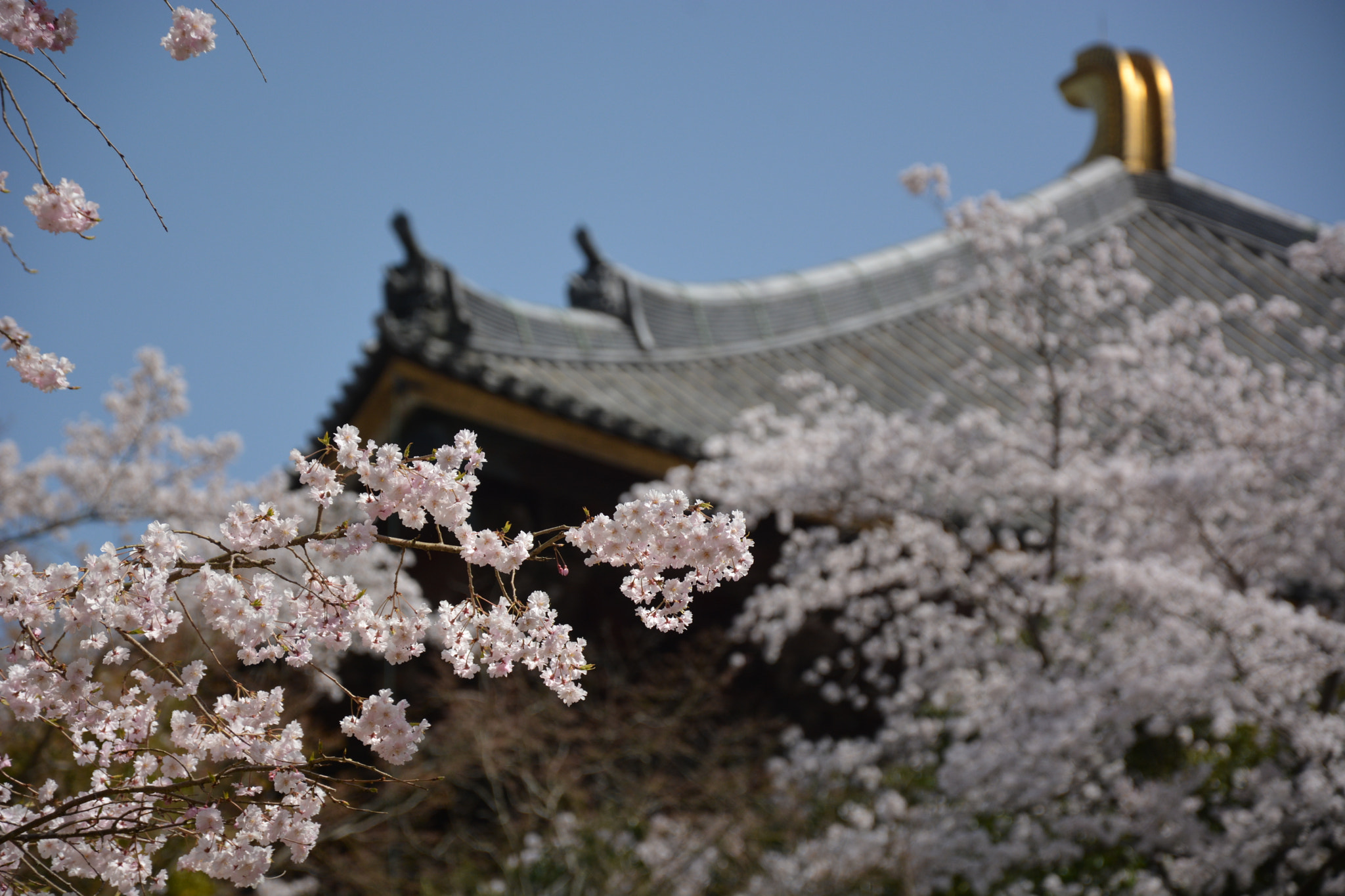 Nikon D7100 sample photo. April in jp photography