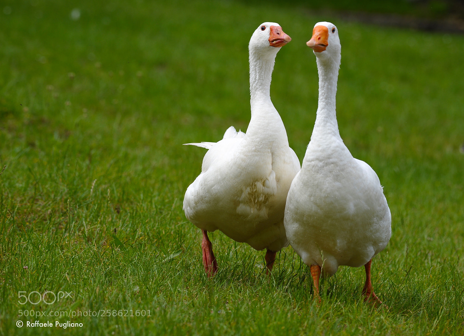 Nikon D3 sample photo. Goose  photography