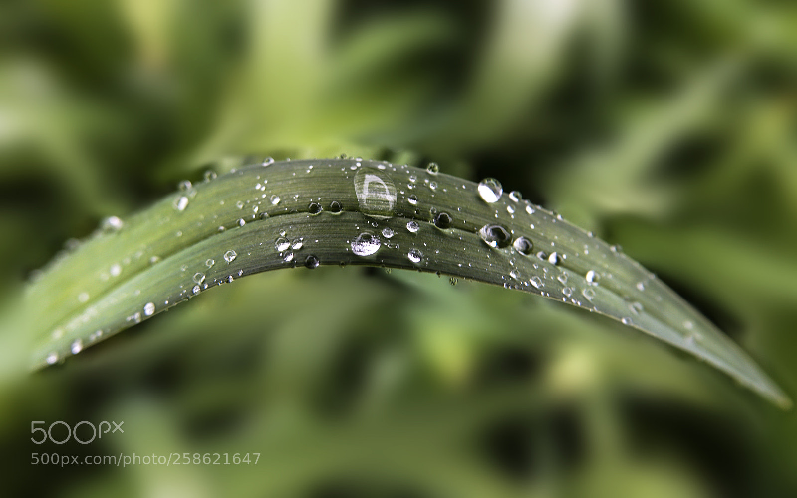 Sony Cyber-shot DSC-RX10 III sample photo. Water drop photography