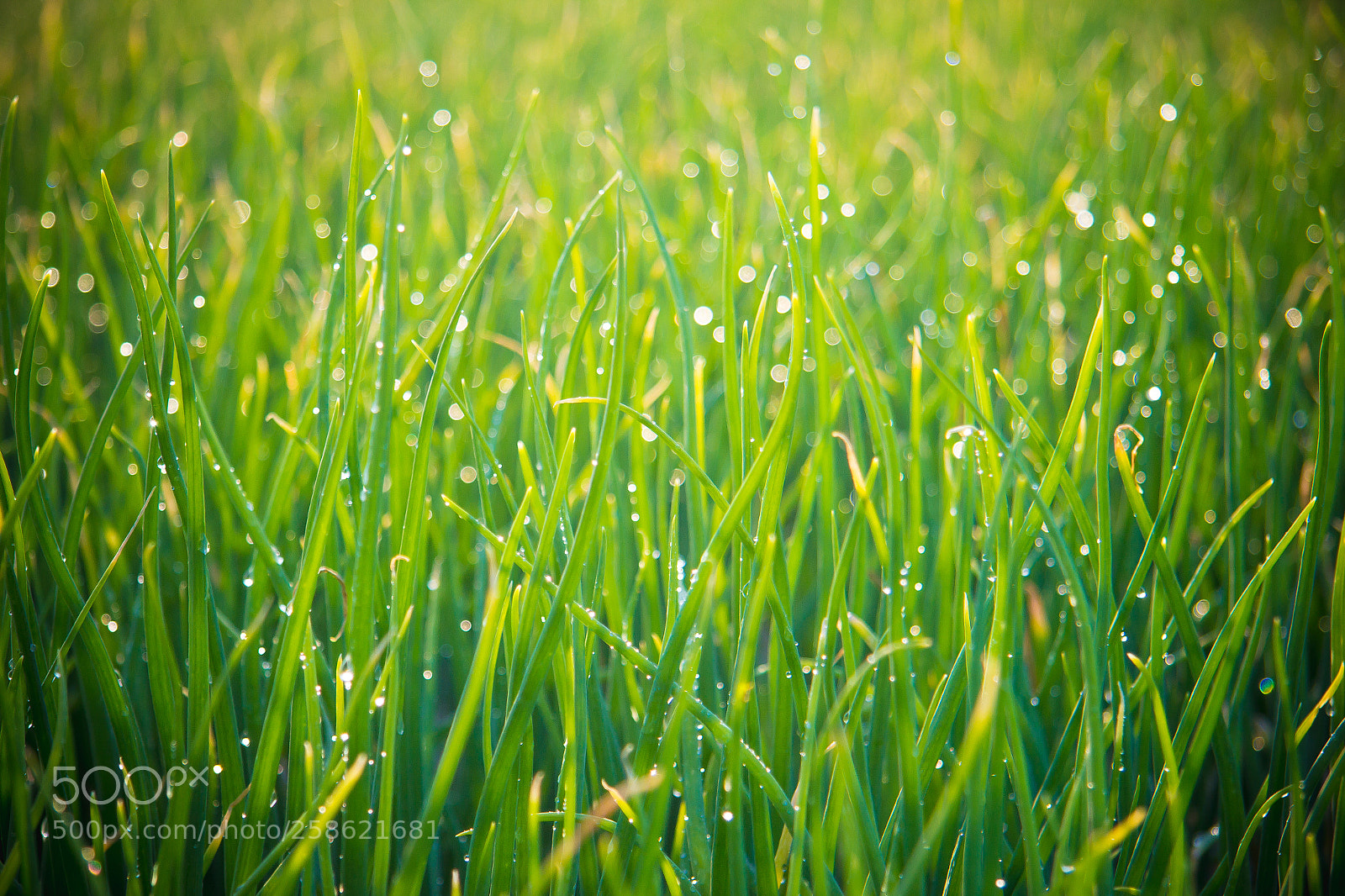 Canon EOS 60D sample photo. Green photography