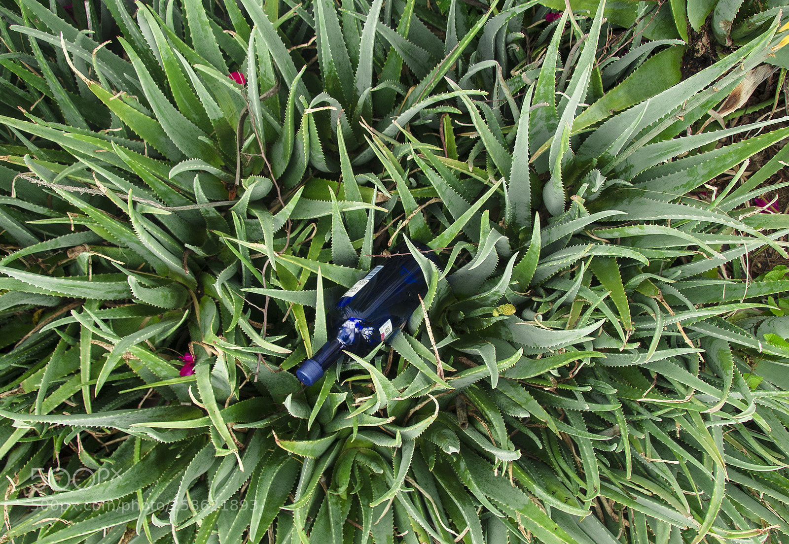 Nikon D7000 sample photo. Botella en maguey. oaxaca 2017 photography