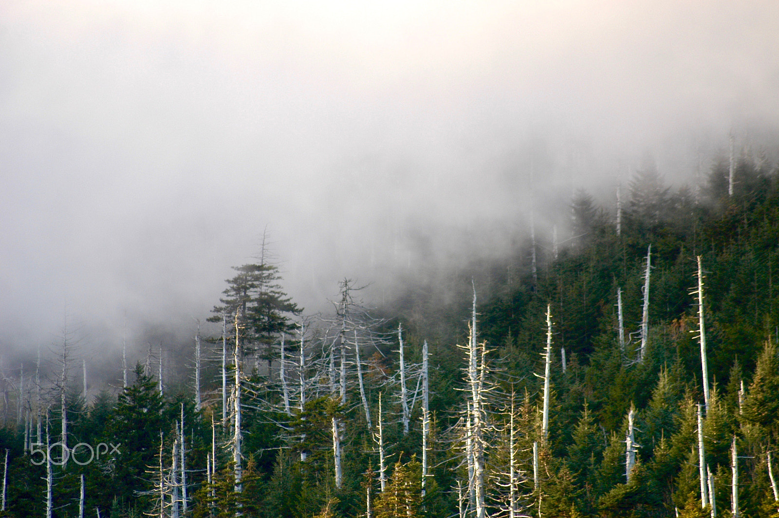 Nikon D100 sample photo. Clouds over the mountain photography