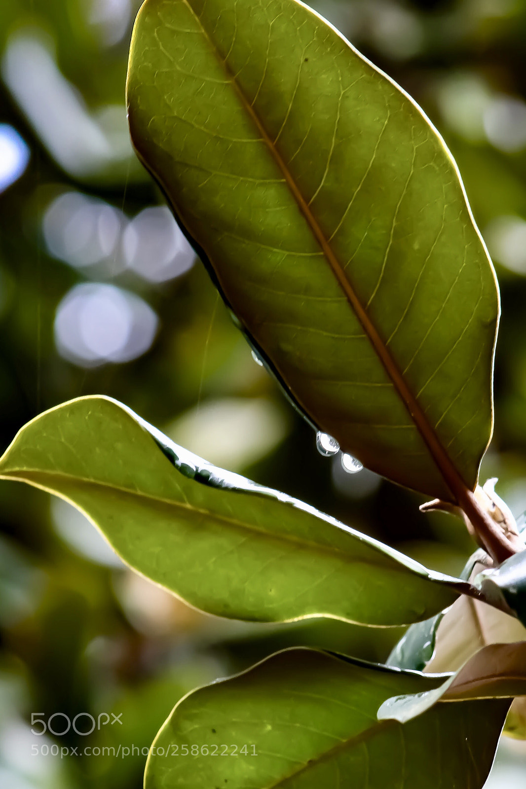 Canon EOS 1200D (EOS Rebel T5 / EOS Kiss X70 / EOS Hi) sample photo. Magnolia leaves photography