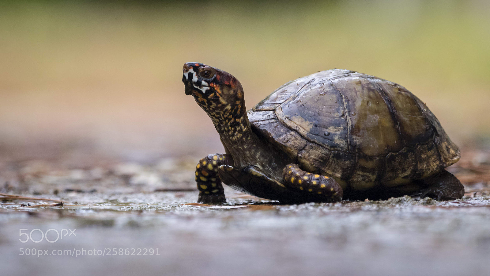 Canon EOS 80D sample photo. Turtle photography
