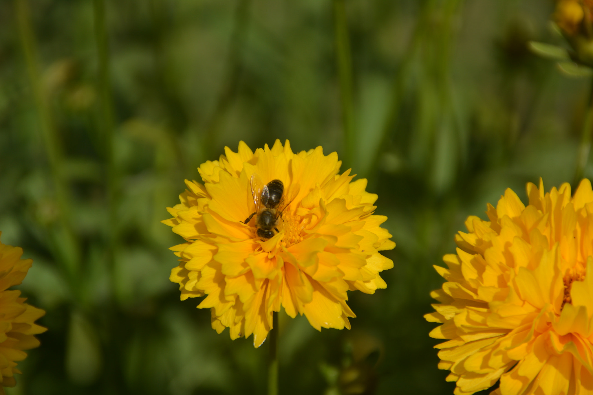 Nikon D5200 + Sigma 18-125mm F3.8-5.6 DC OS HSM sample photo. Yellow happy photography