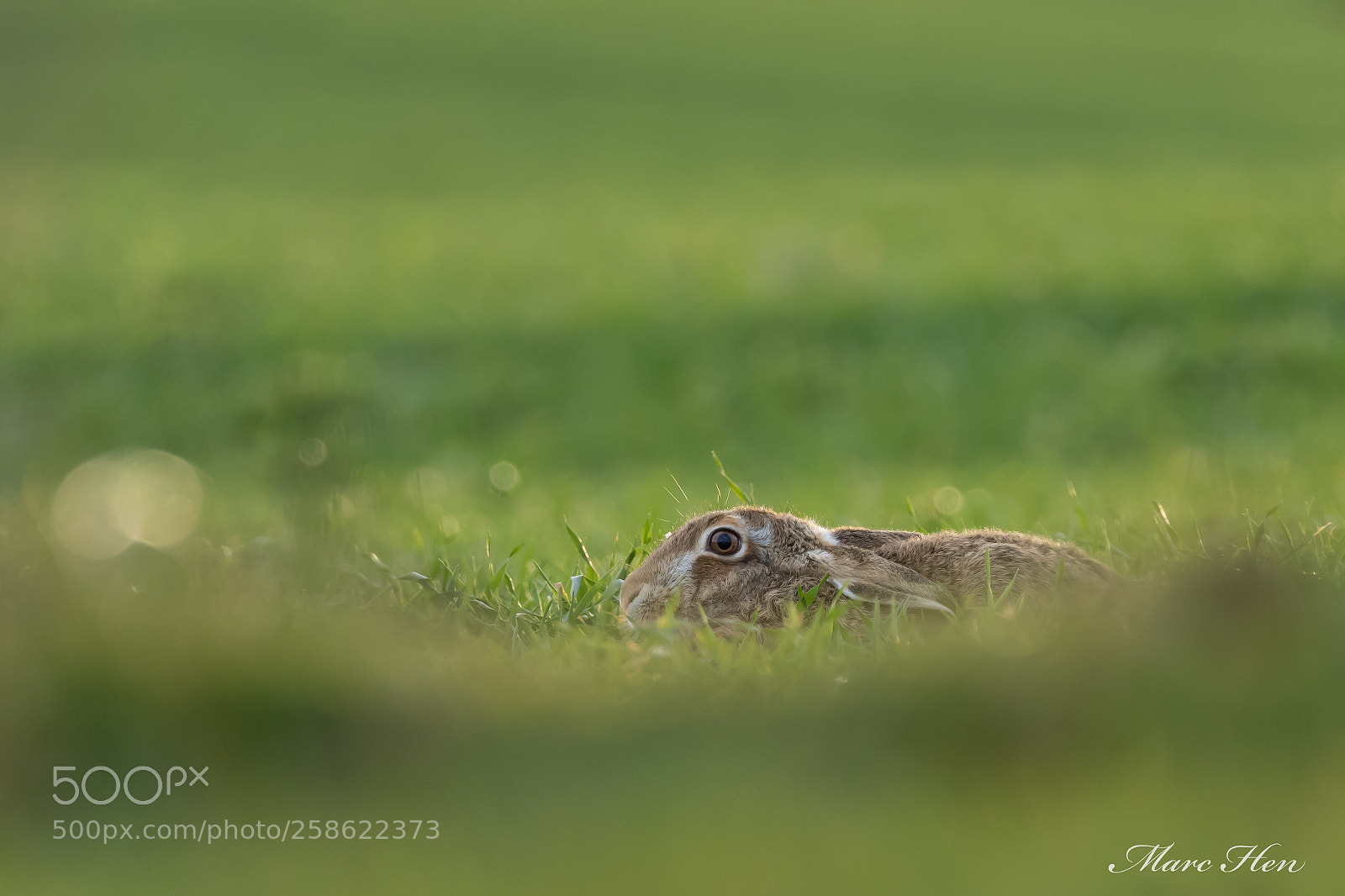Canon EOS 7D Mark II sample photo. Untitled photography