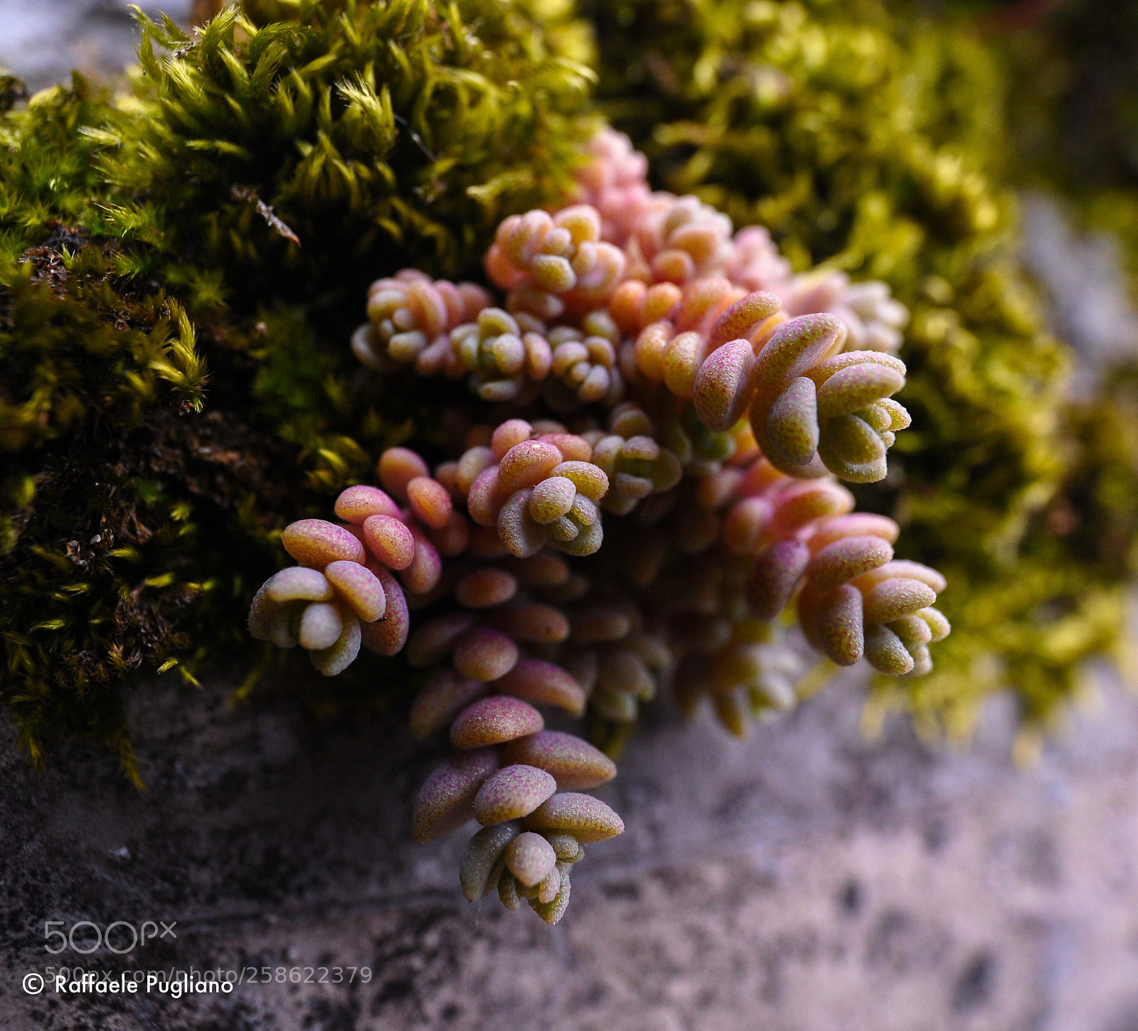 Nikon D3 sample photo. Vegetation  photography