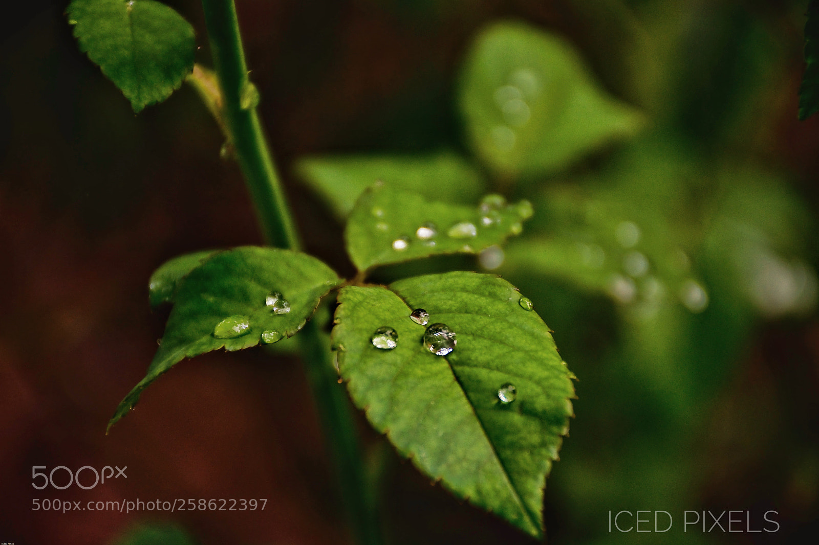 Nikon D7200 sample photo. Morning dew photography