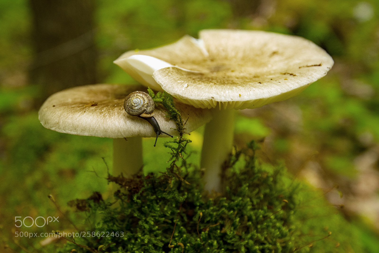 Nikon D750 sample photo. Deep in the forest photography