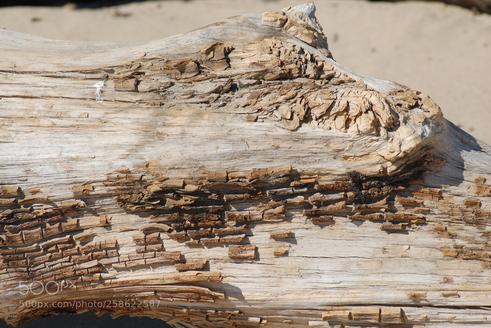 Nikon D200 sample photo. Untitled photography