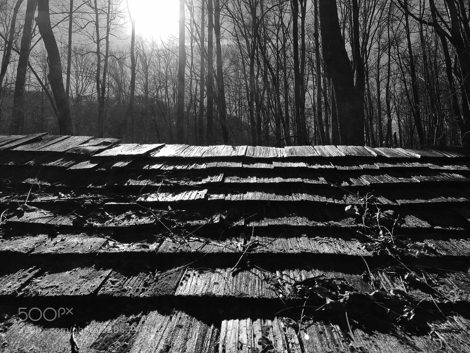 Apple iPhone 6 Plus sample photo. Shingles photography