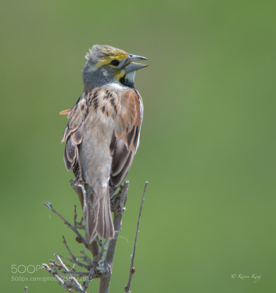 Nikon D500 sample photo. Dickcissel song photography