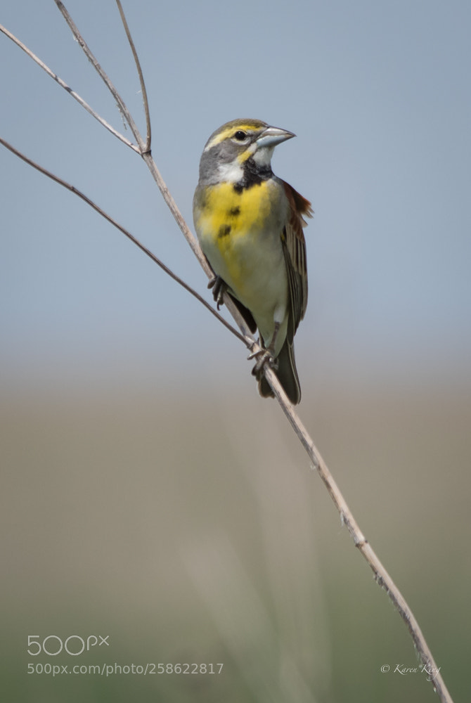 Nikon D500 sample photo. Dickcissel beauty photography