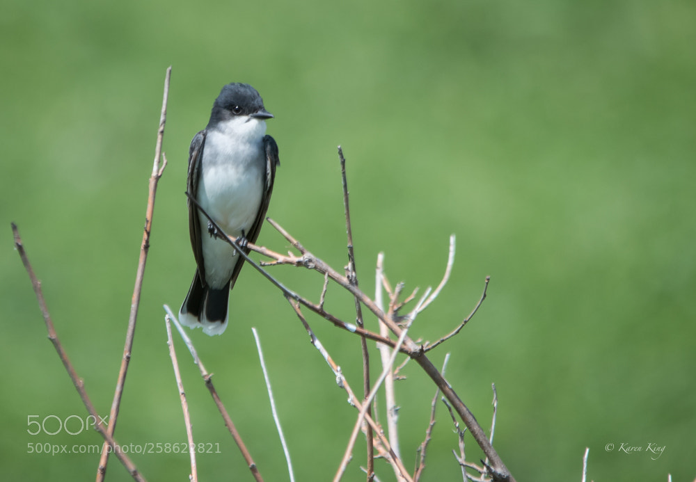 Nikon D500 sample photo. Eastern kingbird photography