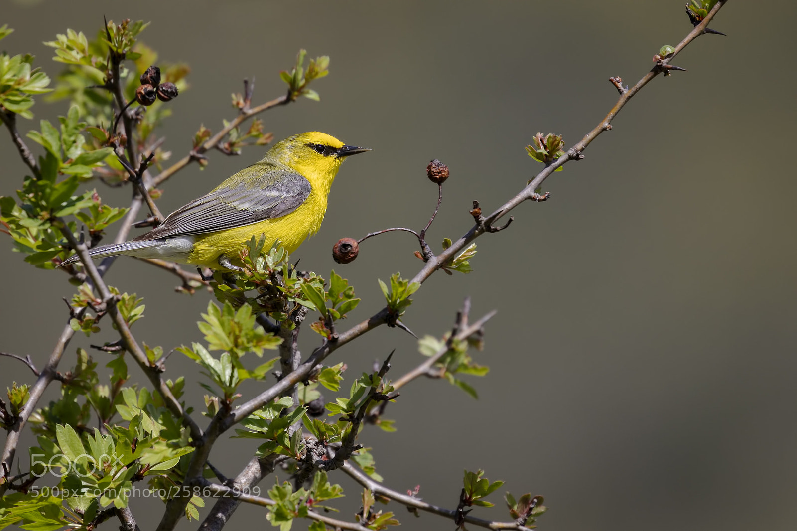Canon EOS 5D Mark IV sample photo. Blue winged warbler photography