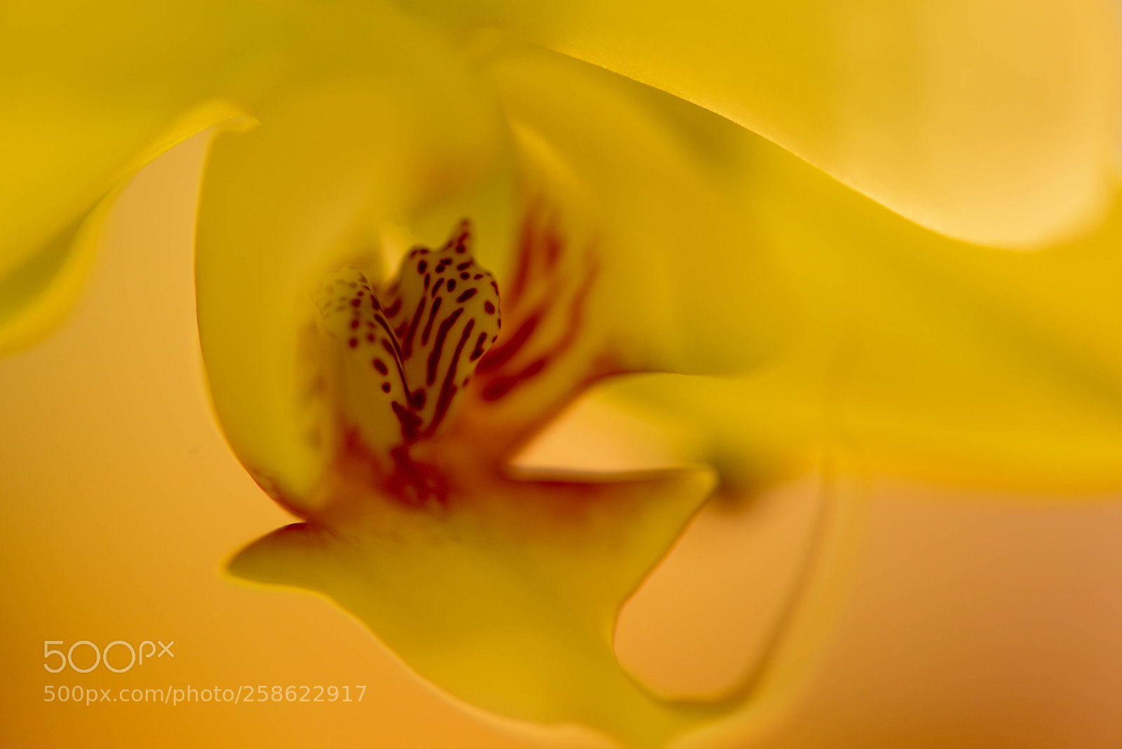 Nikon D610 sample photo. Orchid photography