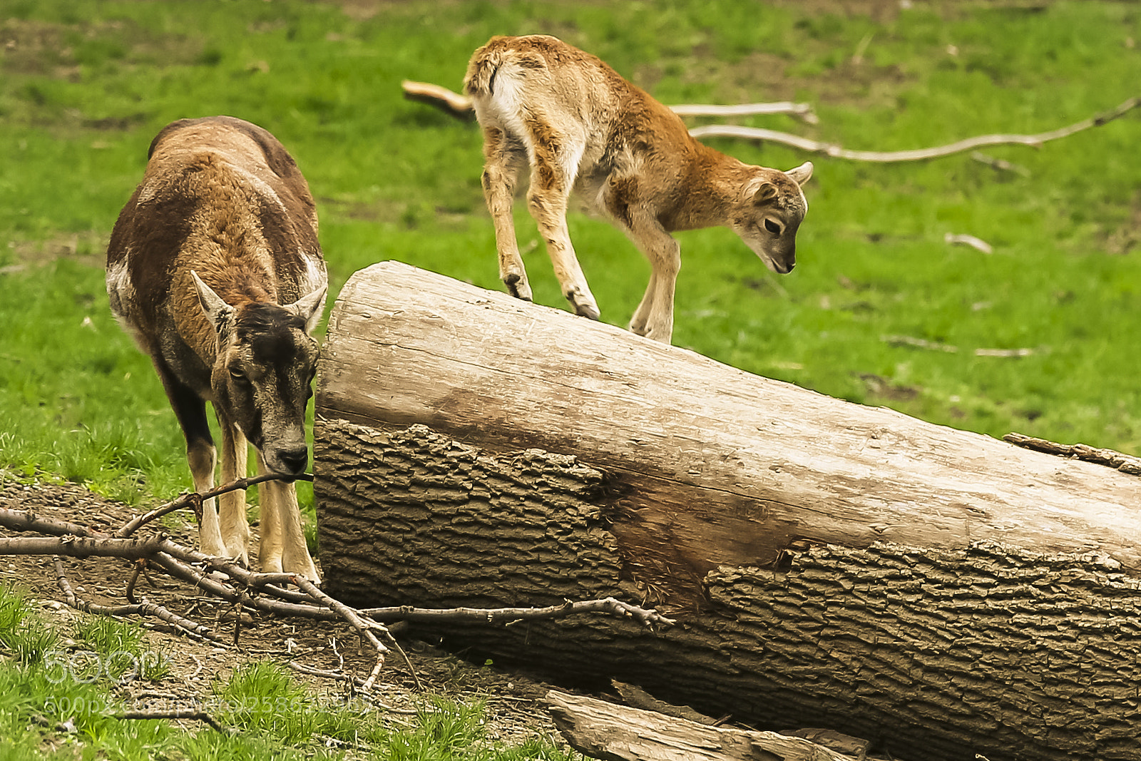 Canon EOS 6D sample photo. Baby & mamma elk photography