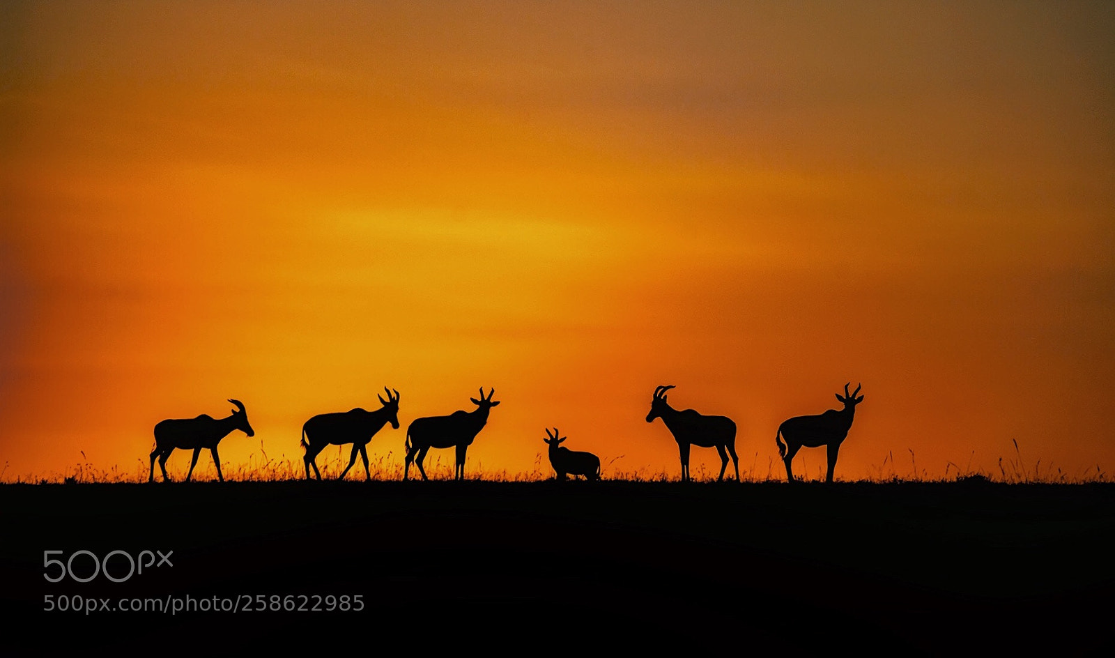 Sony a99 II sample photo. The dusk at masai photography