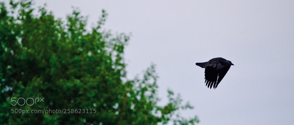 Nikon D3100 sample photo. Untitled photography