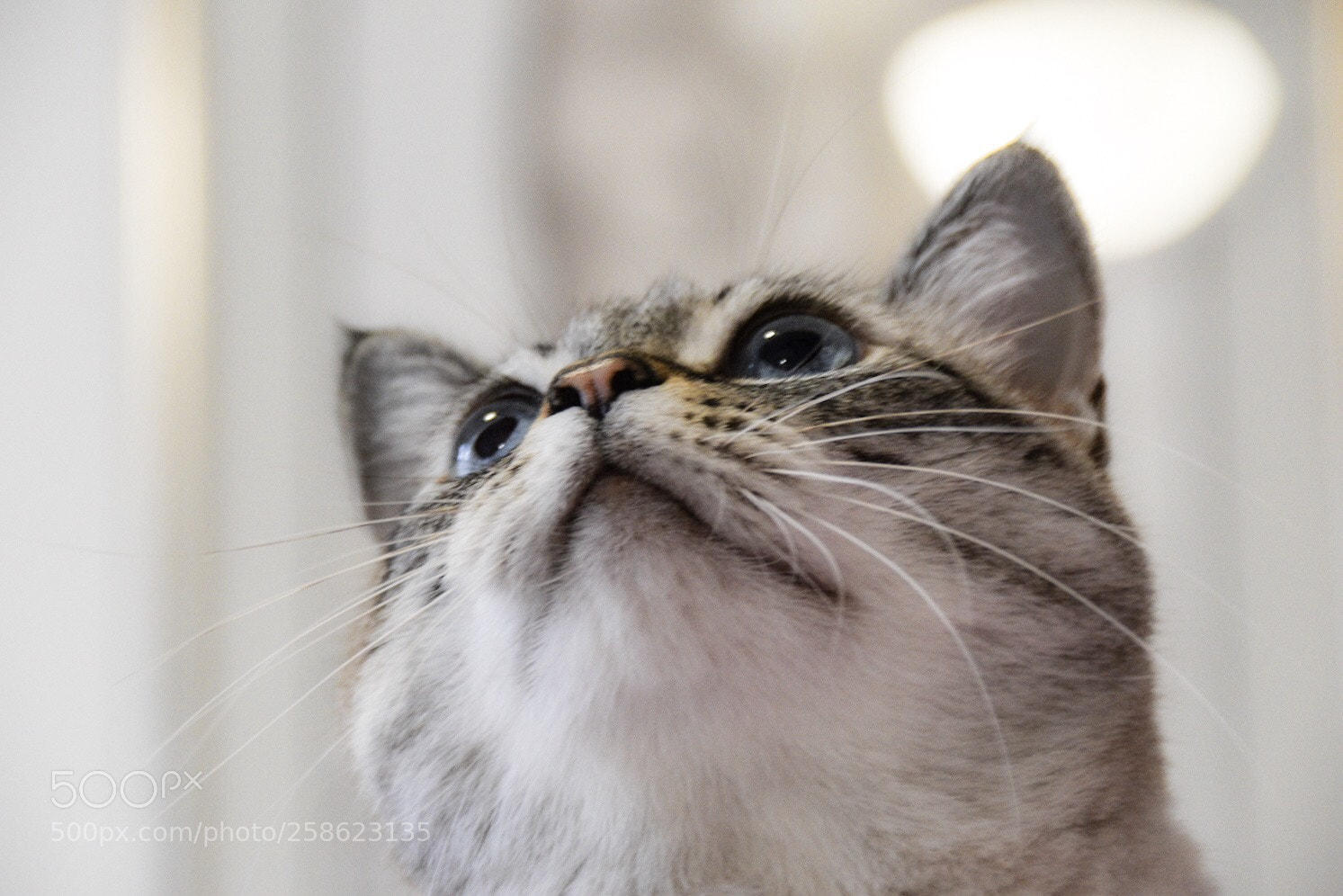 Nikon D3400 sample photo. Siamese photography