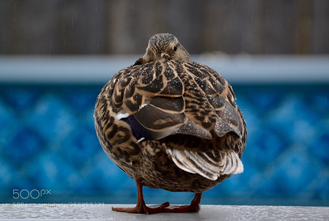 Nikon D3100 sample photo. Untitled photography