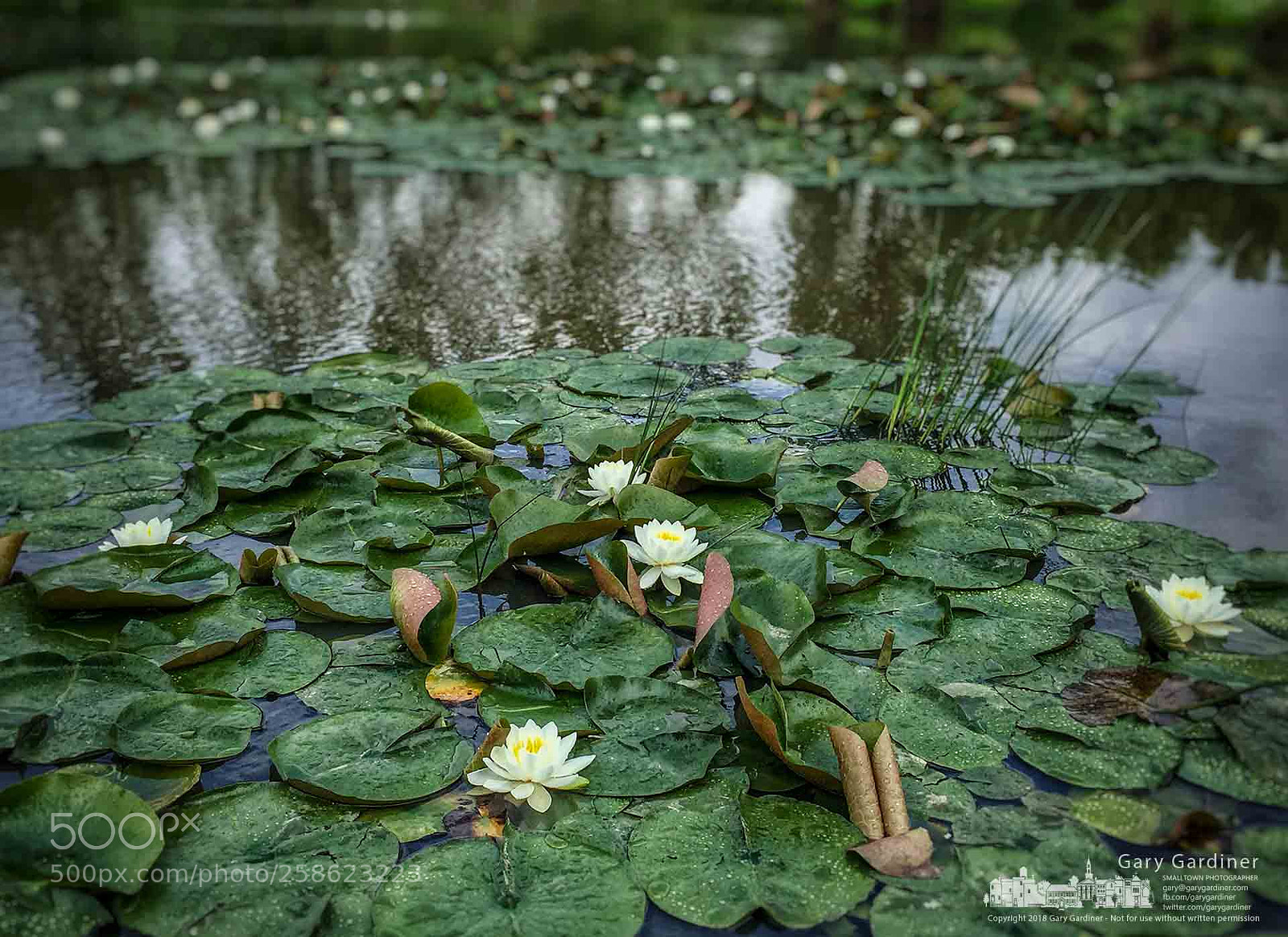 Apple iPhone 6 Plus sample photo. Wetland lilies photography