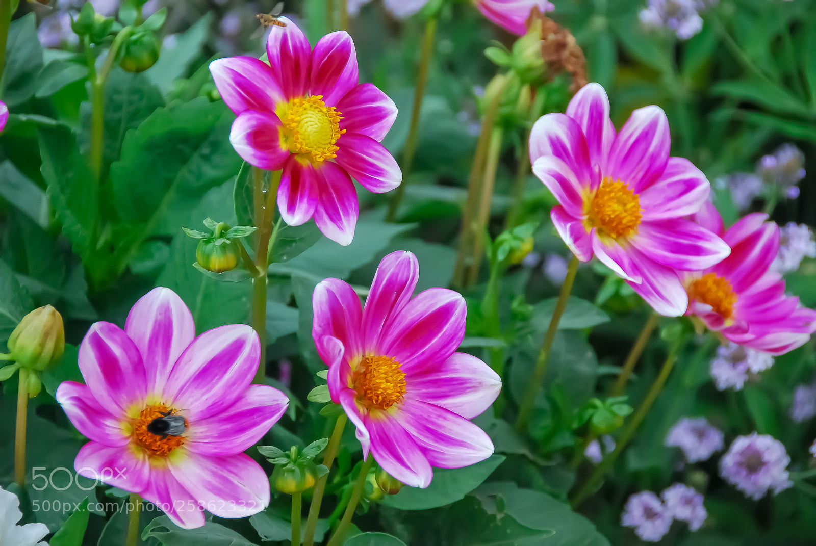 Nikon D40X sample photo. Versalhes jardim photography