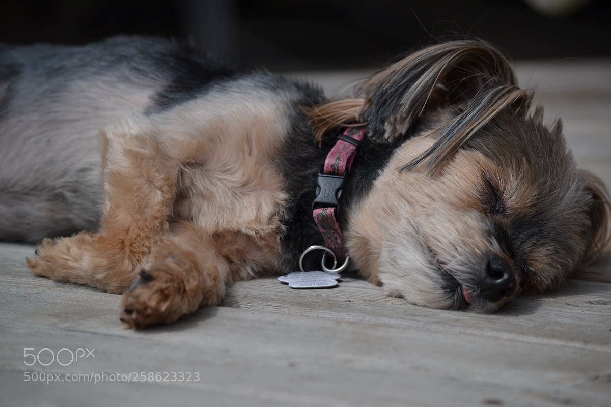 Nikon D3100 sample photo. Untitled photography
