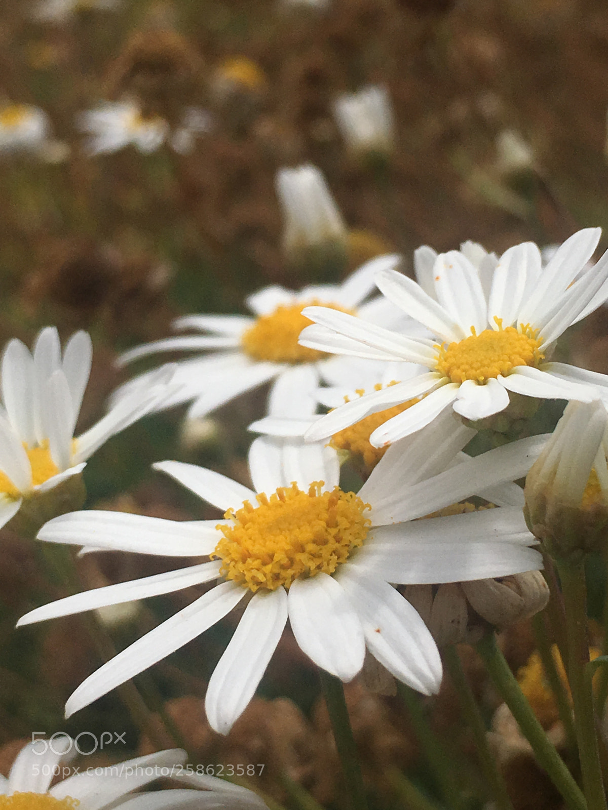 Apple iPhone 6s sample photo. Beautiful flower ? photography