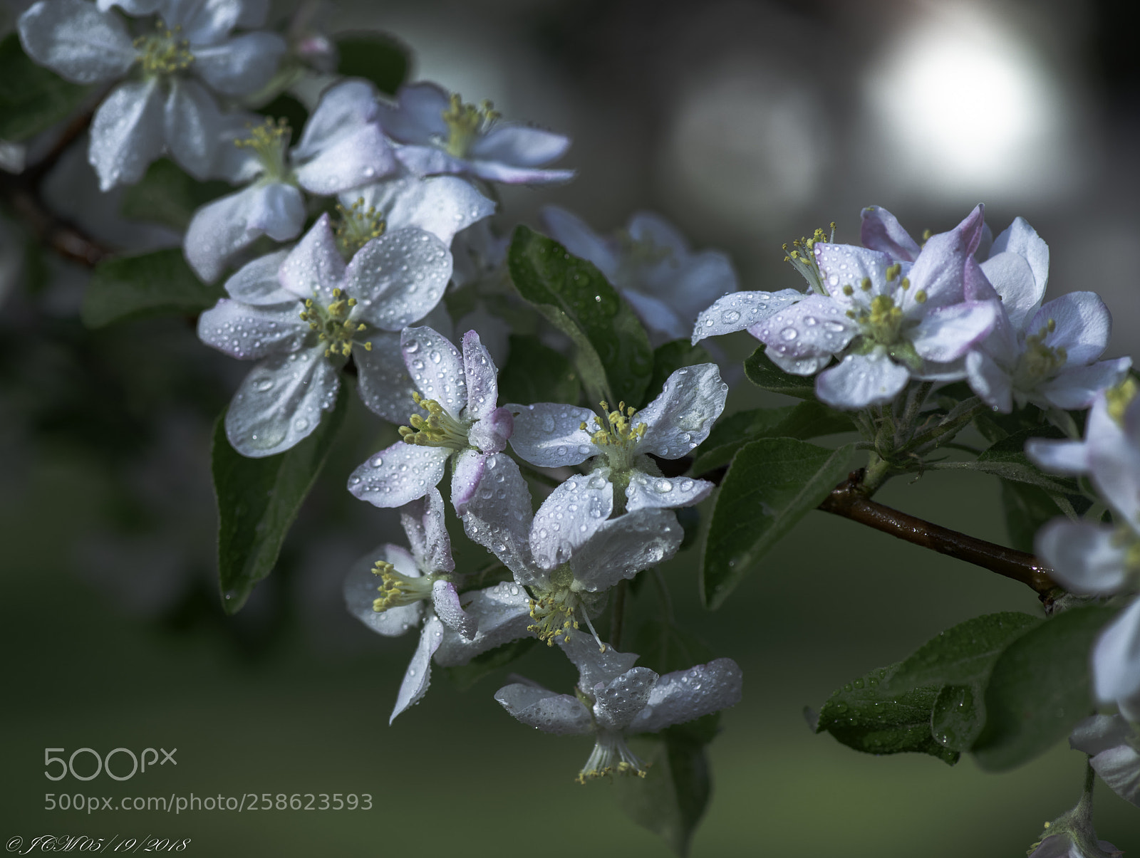 Nikon D850 sample photo. Apple blossom menagerie 1 photography