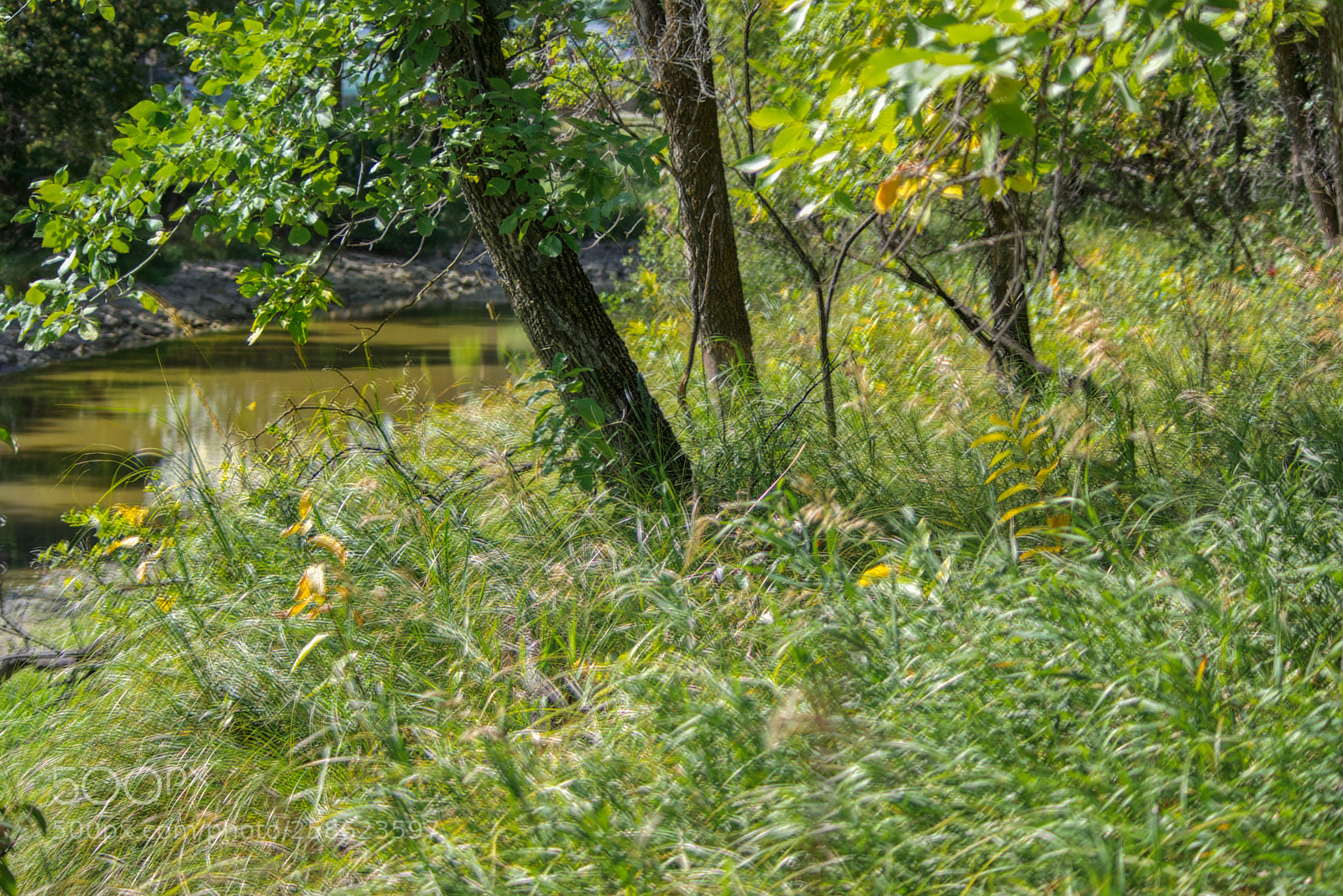 Pentax K-3 II sample photo. Grassy path photography