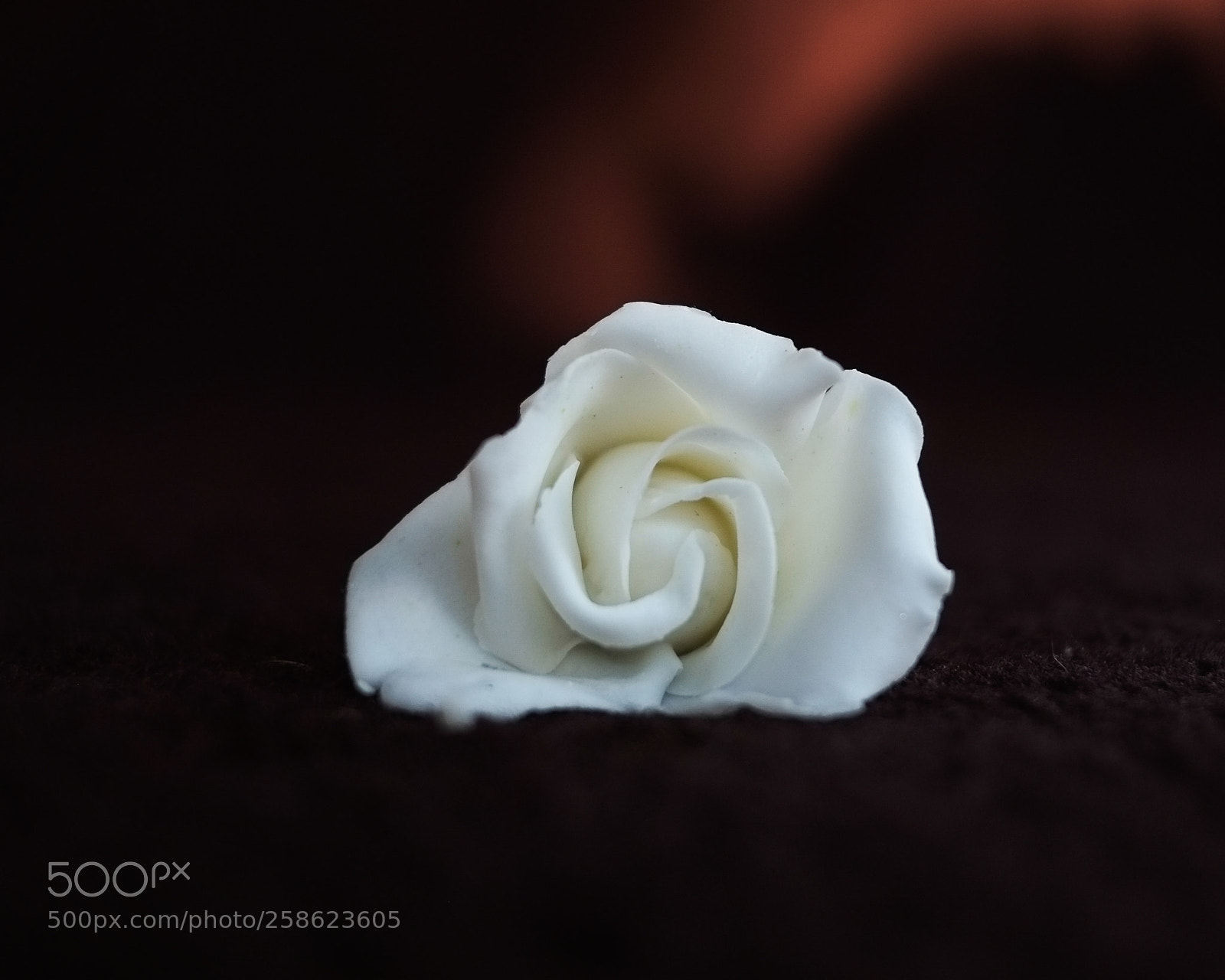 Fujifilm X-Pro1 sample photo. Single white rose photography
