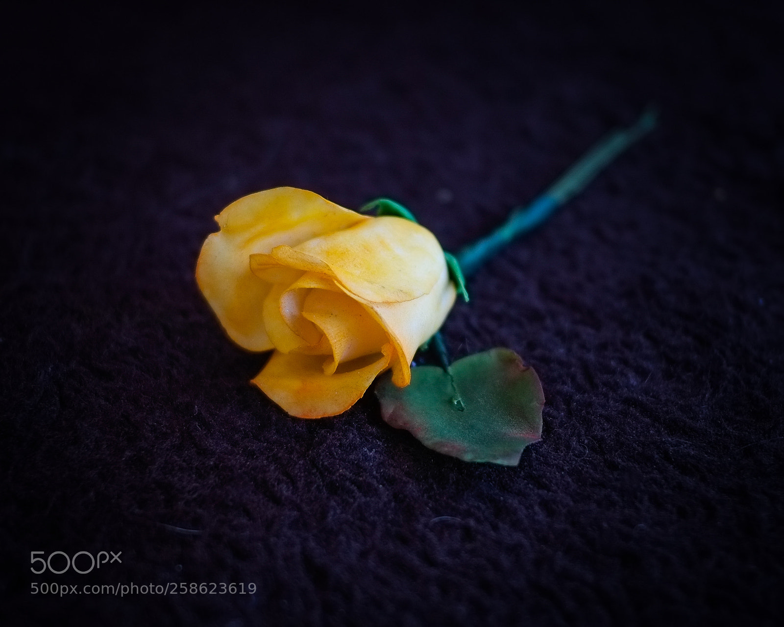 Fujifilm X-Pro1 sample photo. Single yellow rose 1 photography