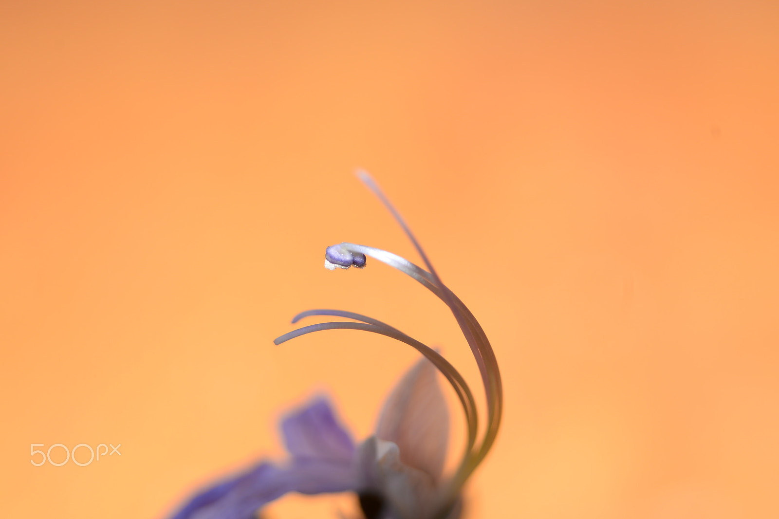 Nikon D610 sample photo. Delicadas photography
