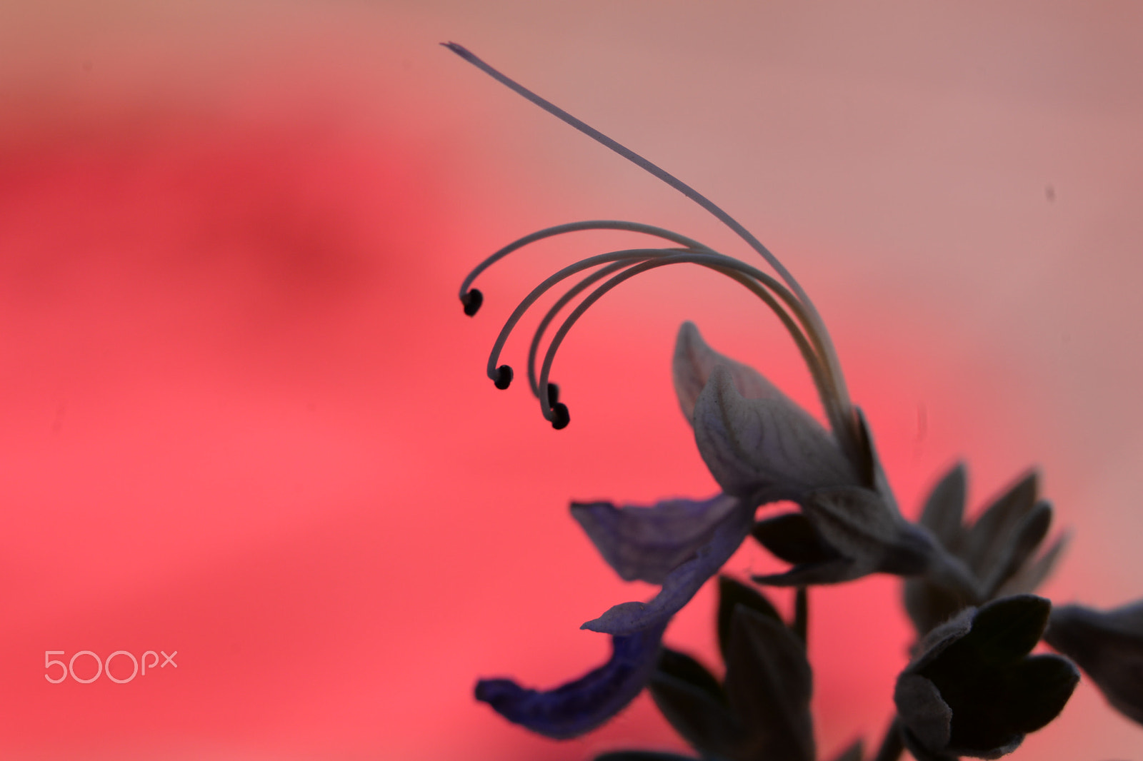 Nikon D610 sample photo. Delicadas photography