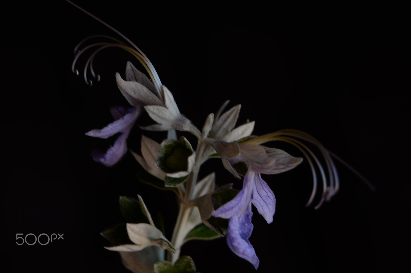 Nikon D610 sample photo. Delicadas photography