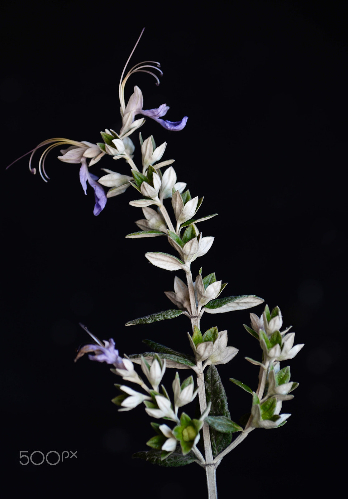 Nikon D610 sample photo. Delicadas photography