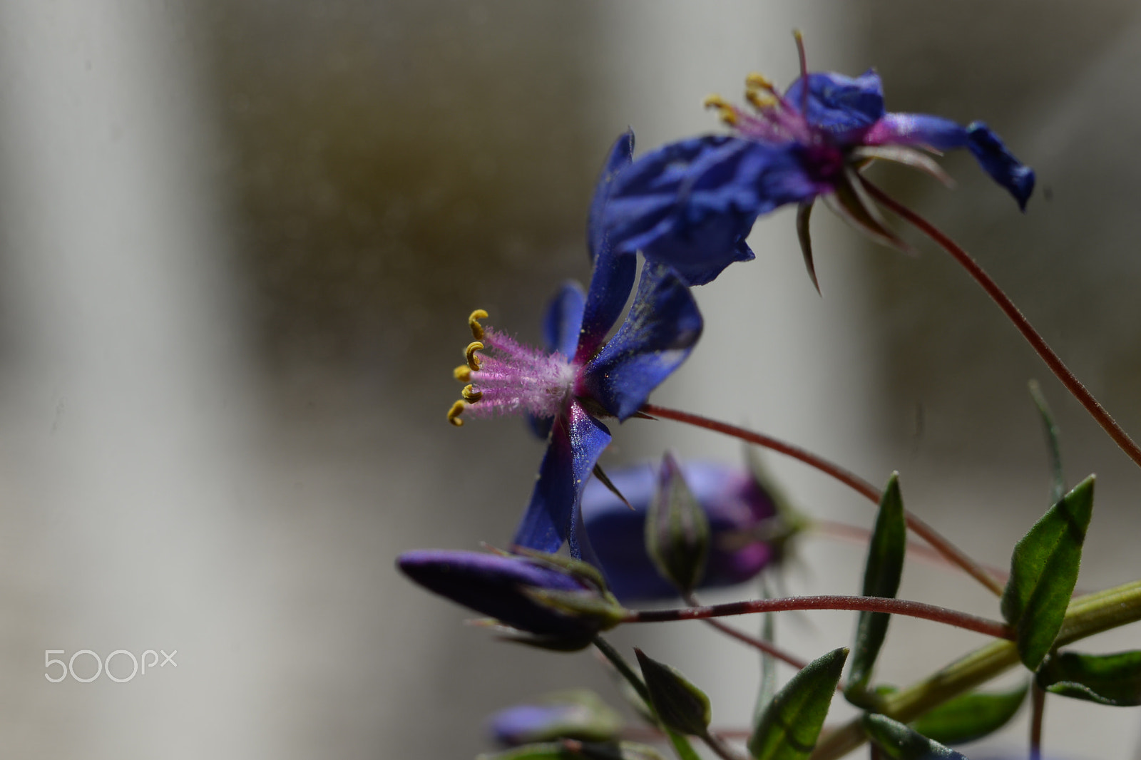 Nikon D610 sample photo. Delicadas photography